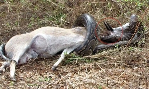 Trăn khổng lồ chết thảm hại trước con mồi "nhỏ mà có võ"