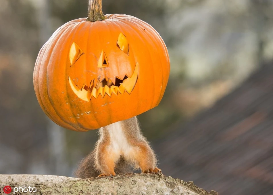 Hài hước cảnh động vật "vờn" trái bí Halloween ai xem cũng phải cười