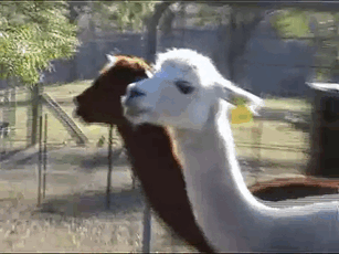 Những pha tạo dáng xuất sắc của lạc đà Alpaca