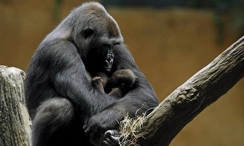 Hình ảnh cảm động về tình mẫu tử của khỉ đột 