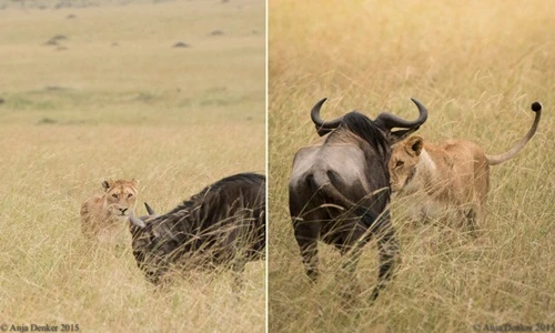 Khốc liệt cảnh sư tử săn linh dương ăn thịt