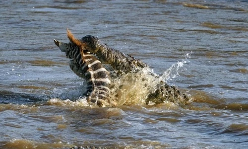 Cả gan lội qua sông đầy cá sấu, ngựa vằn chết thảm