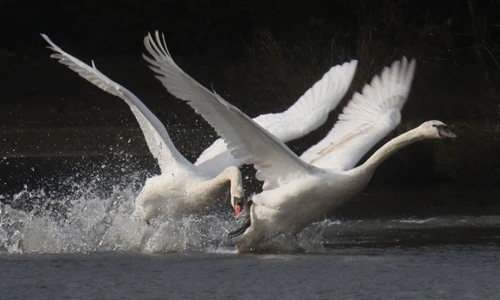 Sự thật xúc động sau việc thiên nga bố đánh đuổi con