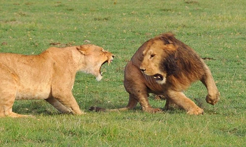 Sư tử đực kiên trì quyến rũ sư tử cái hung dữ và kết đẹp
