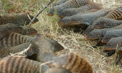 Cầy Mangut vằn lập băng đảng, thanh toán lẫn nhau