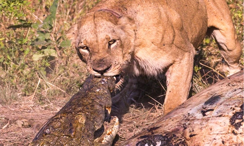 Hãi hùng sư tử và cá sấu kịch chiến giành xác hà mã