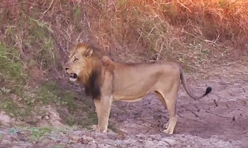 Sư tử du mục rắp tâm cướp mồi của sư tử cái