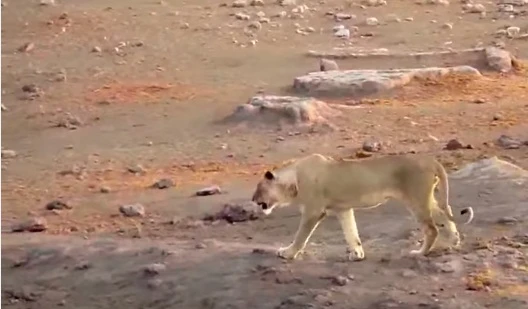 Kinh hoàng kịch chiến giữa tê giác và đàn sư tử 