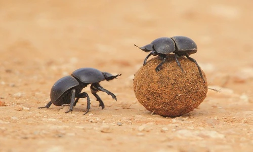 Cuộc sống viên mãn của loài vật cả đời ôm... cục phân