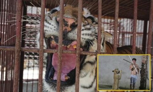 Kinh khiếp mãnh thú bị đánh đập dã man để thuần phục