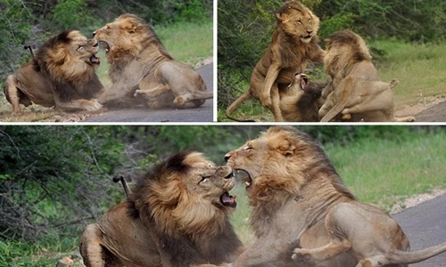 Khiếp sợ anh em sư tử đực ẩu đả ngay giữa đường