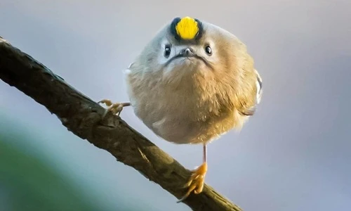 Ngỡ ngàng những con chim giận dữ ngoài đời thật