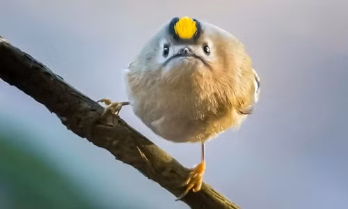 Ngỡ ngàng những con chim giận dữ ngoài đời thật 