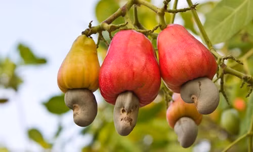 Loài cây "ngược đời" ở Việt Nam có hột ở ngoài quả