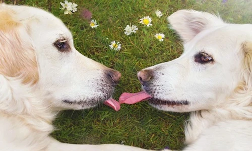 Ghen tị cuộc sống thần tiên của những chú chó hạnh phúc