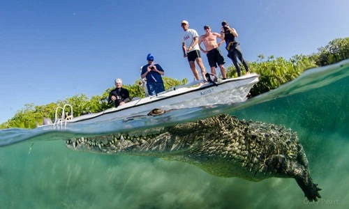 Rợn người nụ cười chết chóc của cá sấu khổng lồ