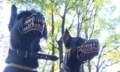 Khóc thét với chiếc rọ mõm ác quỷ của chó 