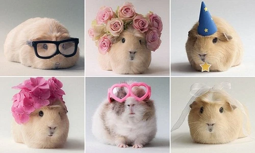 Mê mẩn cô chuột lang nổi tiếng siêu dễ thương