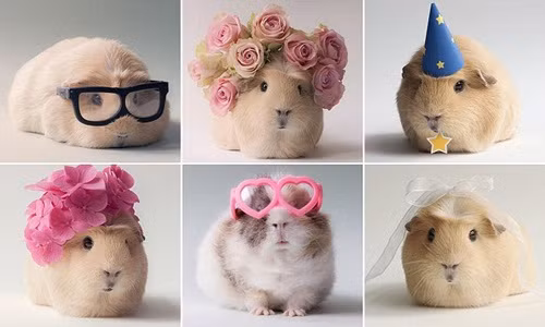 Mê mẩn cô chuột lang nổi tiếng siêu dễ thương