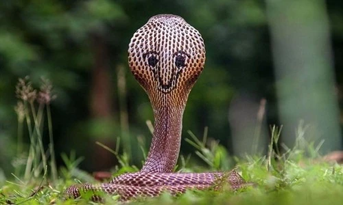 Choáng váng rắn hổ mang mặt cười xuất hiện trước mặt con người