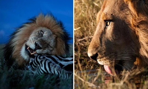 Cận cảnh cuộc sống đẫm máu của vua sư tử