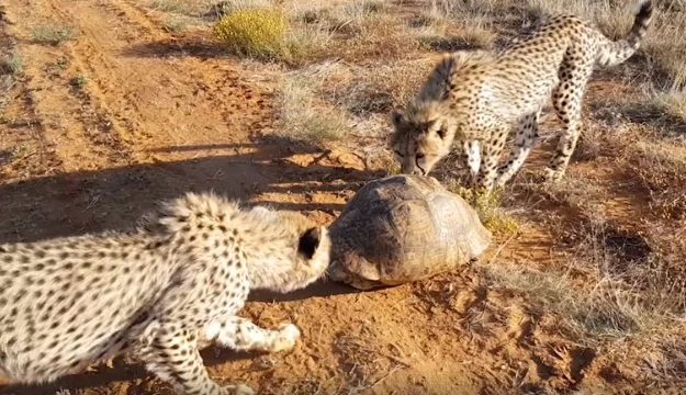 Rùa xảo quyệt bẫy báo đốm bằng cách gây bất ngờ