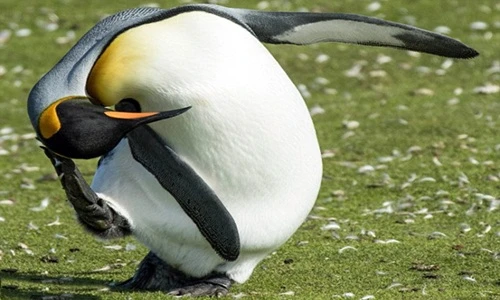 Mê mệt cảnh chim cánh cụt hoàng đế gãi đầu cực yêu