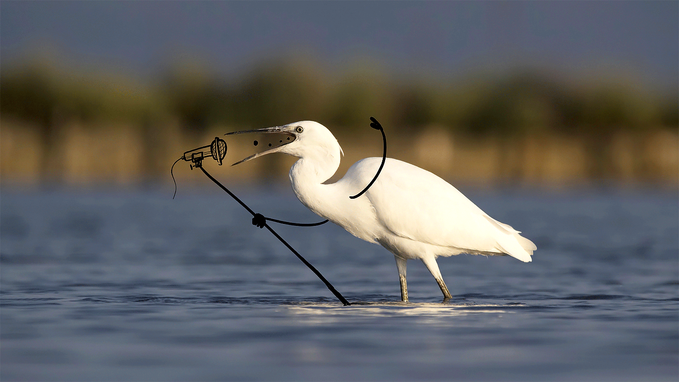 Ảnh động sáng tạo siêu đáng yêu về loài chim