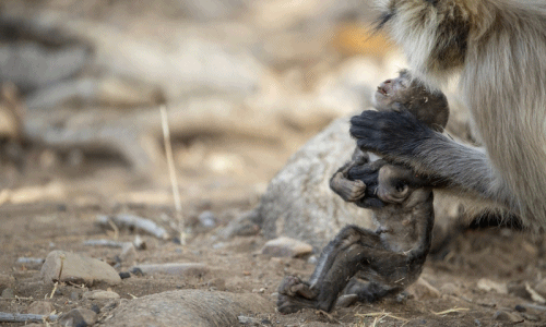 Xót xa voọc mẹ gào khóc bên xác con không muốn buông 
