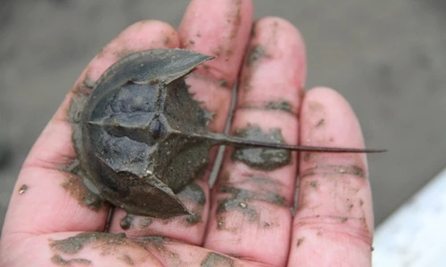 Tận mắt loài so biển khiến nhiều người trúng độc