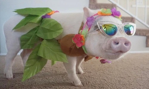 Cô lợn nổi tiếng cứu rỗi cuộc đời chủ nhân bị động kinh 