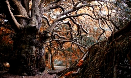 Bí ẩn khu rừng phù thủy ở nước Anh