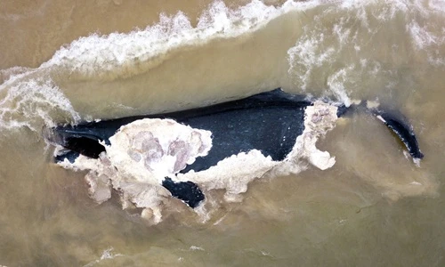 Kinh hãi cá voi khổng lồ 20 tấn chết không rõ nguồn gốc