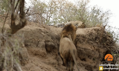 Sư tử đực "bẩn tưởi" táng vào mặt báo đốm đang ngủ