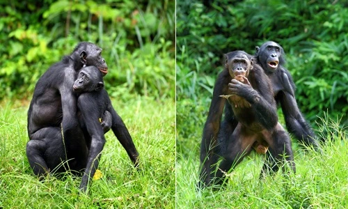 “Đỏ mặt” cảnh vợ chồng vượn Bonobo “mây mưa” công khai