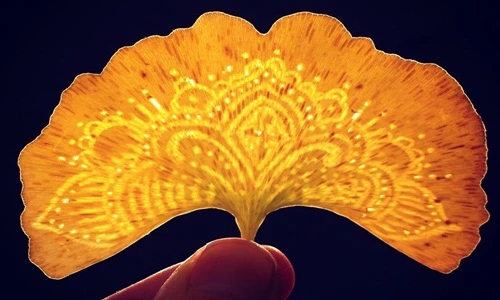 Nghệ thuật biến lá cây thành tác phẩm tạo hình cực sáng tạo