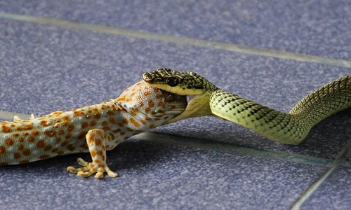 Ghê rợn cảnh rắn xanh nhai nuốt đầu tắc kè