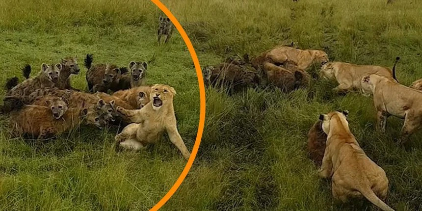 Video: Âm mưu lật đổ ngôi vương của sư tử và cái kết của linh cẩu
