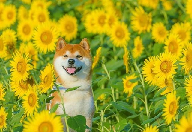 Chú chó khiến người người ghen tị khi khoe sắc bên ngàn hoa