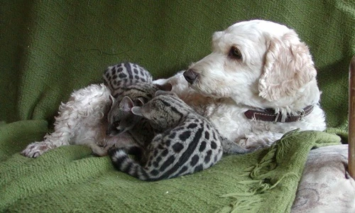 Cảm động chó nhận nuôi đàn cầy mồ côi làm con