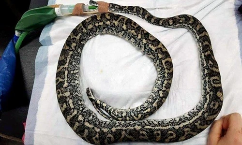 Nuốt phải trứng gà giả, trăn thảm gặp bi kịch đáng sợ