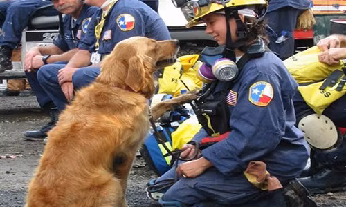 Gặp cô chó cứu hộ còn sống sau vụ khủng bố 11/9