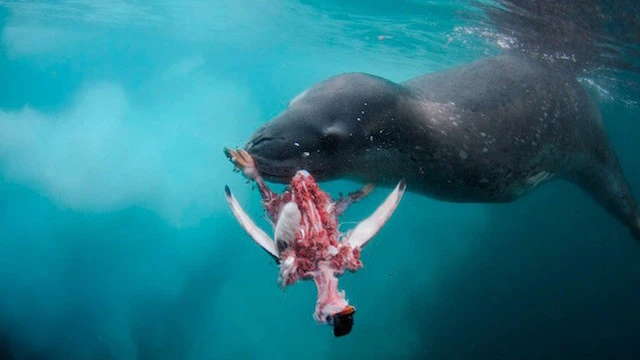 Những thủy quái đáng sợ khiến con người không rét mà run