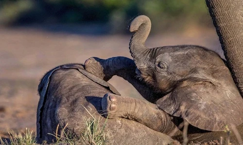 Voi con lăn xả trên nền đất, đấu vật siêu đáng yêu