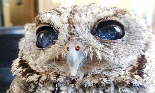 Con cú chứa cả vũ trụ trong đôi mắt và sự thật đau thương