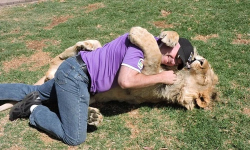 Sư tử đực nhảy bổ vào du khách, đòi giao phối gây sốc