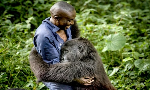 Xúc động khoảnh khắc khỉ đột núi khổng lồ ôm chặt người