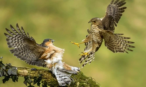 Cuộc chiến đỉnh cao của chim cắt hỏa mai