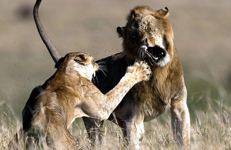 Cáu gắt vì "chồng" đòi yêu, sư tử cái tát "nựng" đau đớn