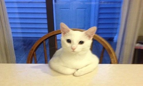 Những lời khuyên cuộc sống cực “chất” từ loài mèo